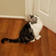 Animalssale found 0 american shorthair kittens for sale in connecticut, which meet your criteria. American Shorthair Cat In 2020 American Shorthair Cat American Shorthair Kitten British Shorthair Cats