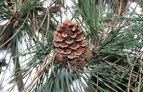 Image result for Pinus