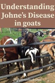 Johne S Disease In Goats Goats Goat Farming Raising Goats