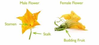 Image result for male flowers cucumber