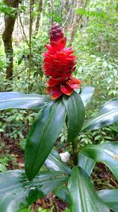 Image result for Costus
