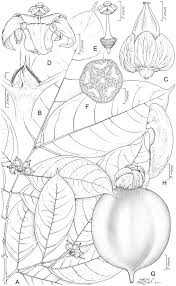 Image result for Rytigynia sp. C