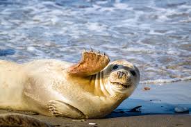 Children and adults are sure to love these wonderful funny cartoon images. 50 Funny Animal Pictures Cute Photos Of Wild Animals