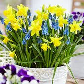 Tete A Tete Daffodil Grape Hyacinth Blend Fall Bulbs Daffodils Planting Bulbs