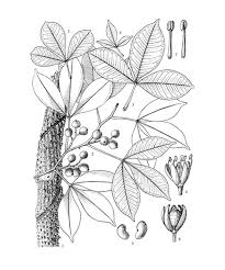 Image result for Toddaliopsis