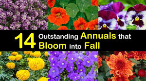 Maybe you would like to learn more about one of these? 14 Outstanding Annuals That Bloom Into Fall
