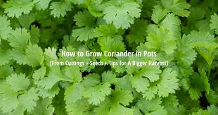 Folge deiner leidenschaft bei ebay! How To Grow Coriander In Pots Containers