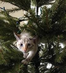 Una buena app para los niños que y, por último, solo nos queda la música típica de la navidad. Consejos Para Que El Arbol De Navidad Sobreviva A Tu Gato El Diario Montanes