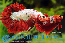 Hellboy (pair) lokasi bandar tasik puteri, rawang, selangor pos pon boleh. Betta Splendens Pla Kat Hellboy And Aquarium Glaser Gmbh Facebook