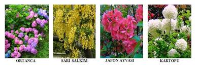 Su geçirmez ağaç türleri, aslında herhangi bir odun kullanmadan evinizin zeminine ahşap bir his verebilirsiniz, bu. Bitki Soguga Ve Sicaga Dayaniklilik