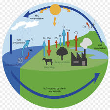 Siklus karbon merupakan siklus biogeokimia dimana karbon ditukarkan antara biosfer, geosfer, hidrosfer, dan atmosfer bumi (objek astronomis yang lain bisa jadi mempunyai siklus karbon yang. Siklus Oksigen Siklus Karbon Siklus Air Gambar Png