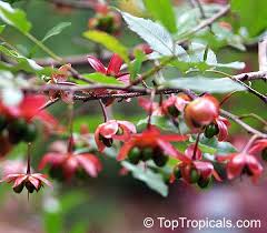 Image result for Ochna