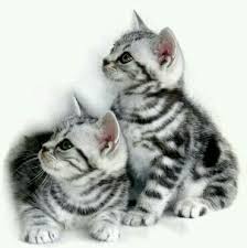 Black And Grey Tabby Kittens For Sale Adorable Grey Tabby Kittens American Shorthair Kitten American Shorthair Cat