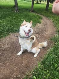 Hoping for a Christmas miracle! Still missing our cat Marty. $500 reward  for his return. He's fixed, ear tipped and microchipped. If you're seeing  family over the holidays, especially those who aren't