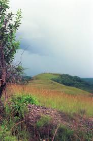 Image result for Cheilanthes angustifrondosa