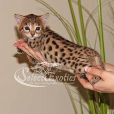 The designation is determined by what the savannah's mother's designation is. F3 Savannah Kittens For Sale Select Exotics Savannah Kitten Savannah Kittens For Sale Bengal Cat
