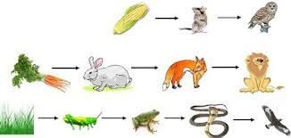 Food Web - Biology