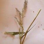 Image result for Sporobolus stapfianus