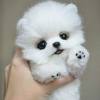 If you too are looking forward to getting a dog for yourself or for your family, here is a list of dog prices in india. 1