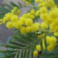 Image result for Acacia dealbata