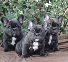 French bulldog puppies for sale in california (ca), usa. Bulldog Breeders Southern California Bulldog Lover