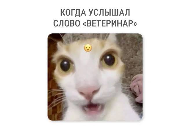 Ветеринар? | Russian with memes