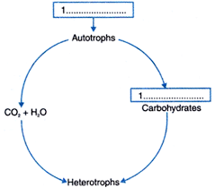 in the flow chart given below fill in the blank spaces with