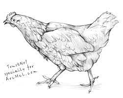 How To Draw A Hen Step By Step Chicken Art Animal Drawings Drawings