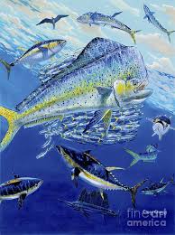Dorado Painting Teamwork Off0059 By Carey Chen Fish Art Fish Fish Drawings