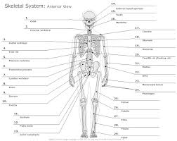 Find the indicated structures in the diagrams provided, based on the directional terms given. Anatomy Chart How To Make Medical Drawings And Illustrations