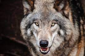 Good evening wishes to my love tumblr; 100 Wild Wolf Quotes That Will Make You Howl By Kidadl