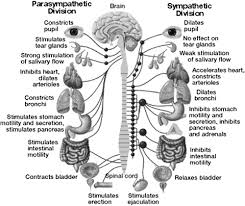 Image result for Autonomic Nervous System