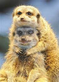 Animal images captivate viewers all over the world. Pin On Y Animals Around The World And People Take Amazing Photos Of Them Part 1 2