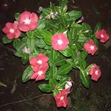 Maybe you would like to learn more about one of these? Griyo Sekar Bunga Vinca Jenis Tegak Tanaman Terbaru Agustus 2021 Harga Murah Kualitas Terjamin Blibli