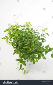 Image result for Asparagus asparagoides