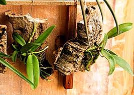 Penjagaan, masalah dan nuansa yang perlu. Menanam Anggrek Di Atas Blok Apakah Kaedah Ini Cara Menanam Tumbuhan Dengan Tangan Anda Sendiri Apa Bahan Yang Sesuai Dan Apakah Kelebihan Kaedah Penanaman Ini Pengeluaran Tanaman