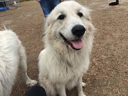 Foster care three ways to begin the journey to fostering today! Pin On Dogs For Adoption