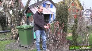 Wann man hecken schneiden darf und wie es richtig geht. Wie Schneide Ich Strauchpfingstrosen Paeonia Youtube