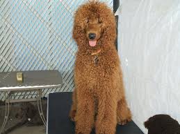We did not find results for: City Lights Standard Poodles Standard Poodle Photo Album 1bella Gia On The Beach Gia Is Fearless And Loves The Water Went Right In Did Not Hesitate We Immediatley Went