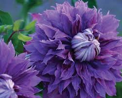We did not find results for: Clematis Queen Of The Vines The Gateway Gardener