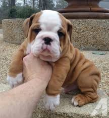 Bubba was on a nursery in the redlands. English Bulldog Puppies For Sale In Harvey Mississippi Classified Americanlisted Com