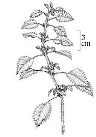 Image result for Urtica urens