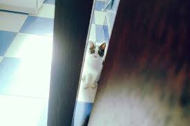 Pass a bowel movement normally, without straining. My Cat Poops Every Time I Clean Help