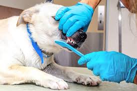 The Importance of Dog Teeth Cleaning for Your Pet's Health