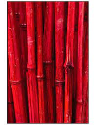 Red Bamboo Bamboo Garden Bamboo Texture Bamboo Landscape