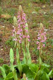 Image result for Satyrium