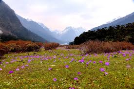 Image result for Primula 1982 Fleet