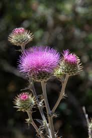 Image result for Cirsium