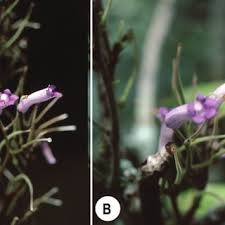 Image result for Streptocarpus eylesii