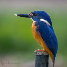 Birds In My Area Now 199 Otmetok Nravitsya 25 Kommentariev Deepak Karra Deepak Karra V Instagram Azure Kingfisher Alcedo Azure In 2020 Bird Photography Kingfisher Beautiful Birds